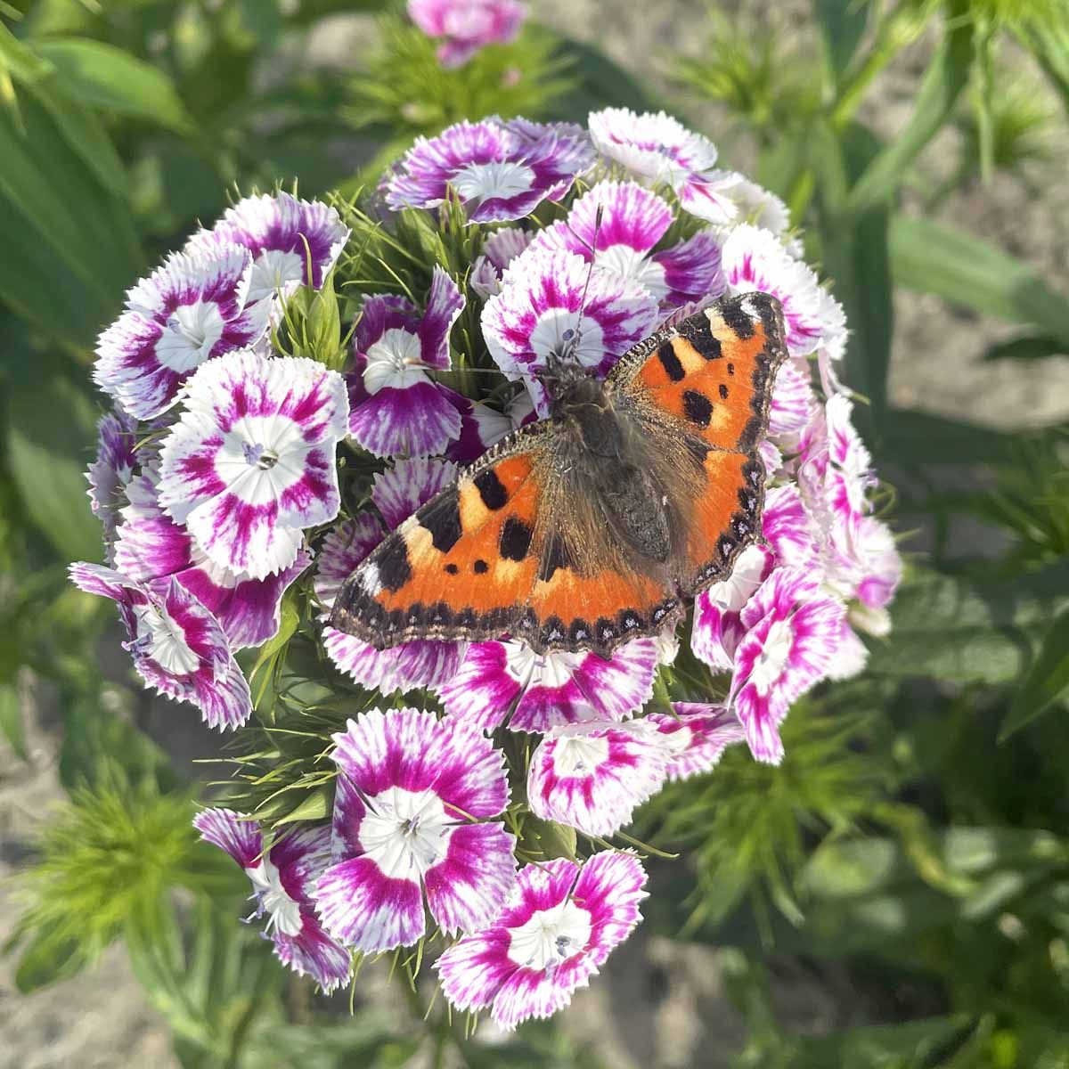 Hollandia Purple Crown - Borstnejlika