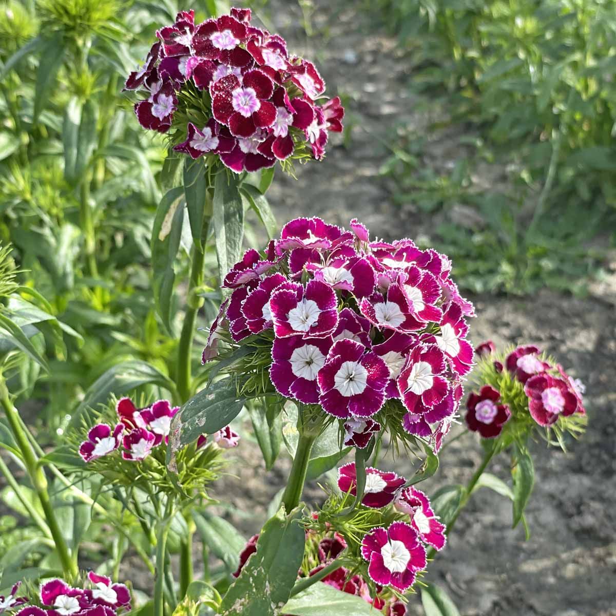 Hollandia Purple Crown - Borstnejlika