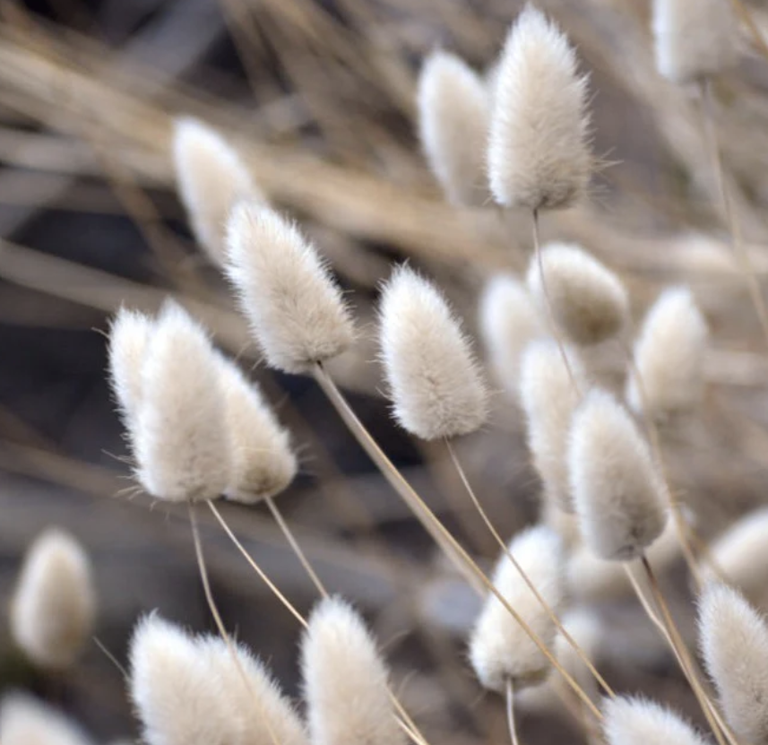 Bunny tails - Harsvans