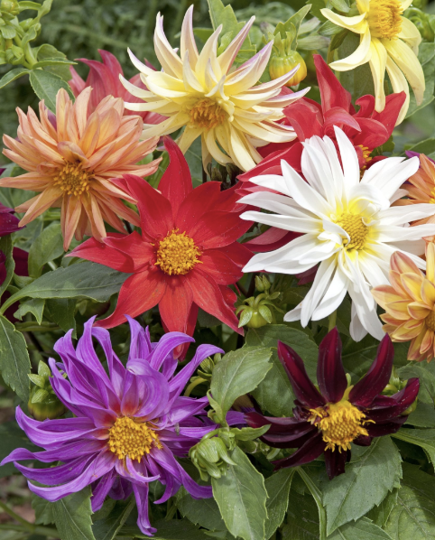 Dwarf Cactus Flowered Mix - Sommardahlia