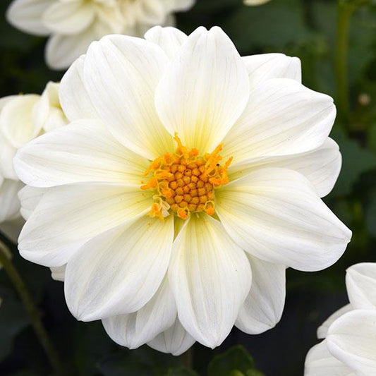 Figaro White - Sommardahlia