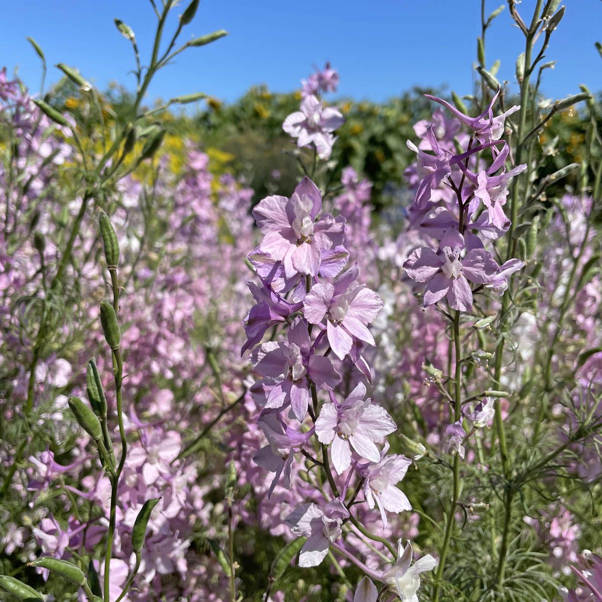 Fancy Belladonna - Riddarsporre