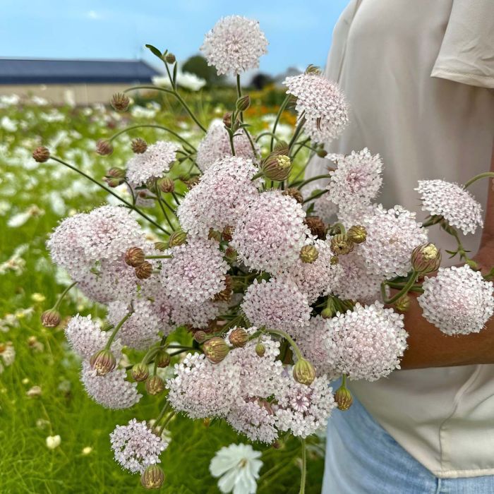 Pink lace - Blomsterkörvel