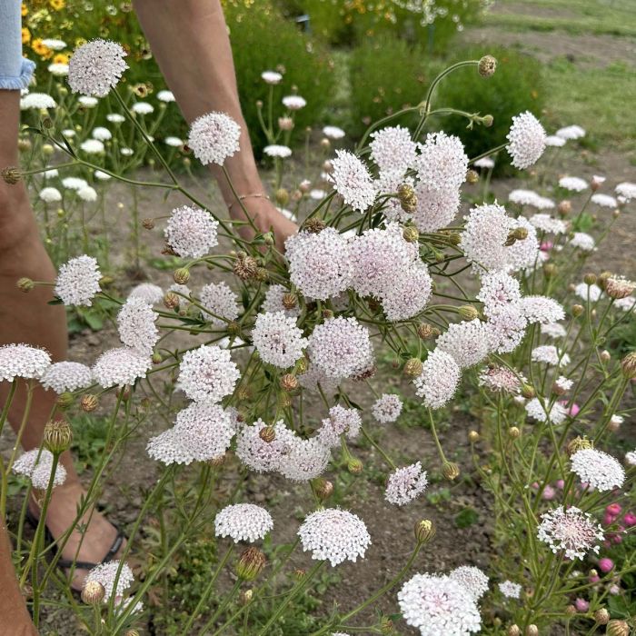 Pink lace - Blomsterkörvel