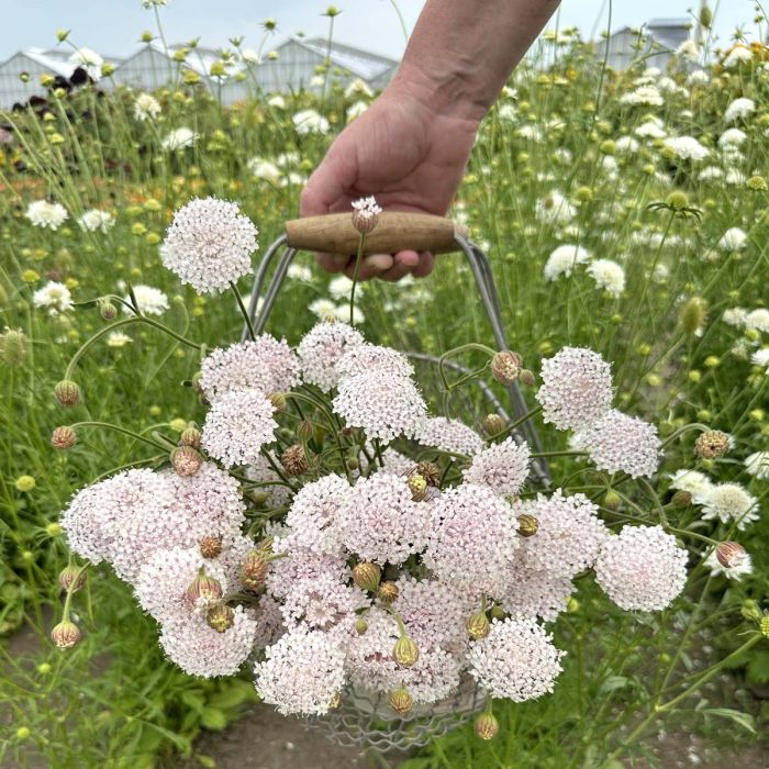 Pink lace - Blomsterkörvel