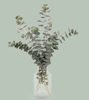 Baby Blue Bouquet - Eucalyptus