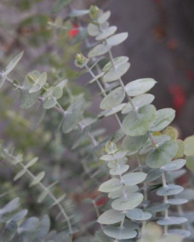 Baby Blue Bouquet - Eucalyptus