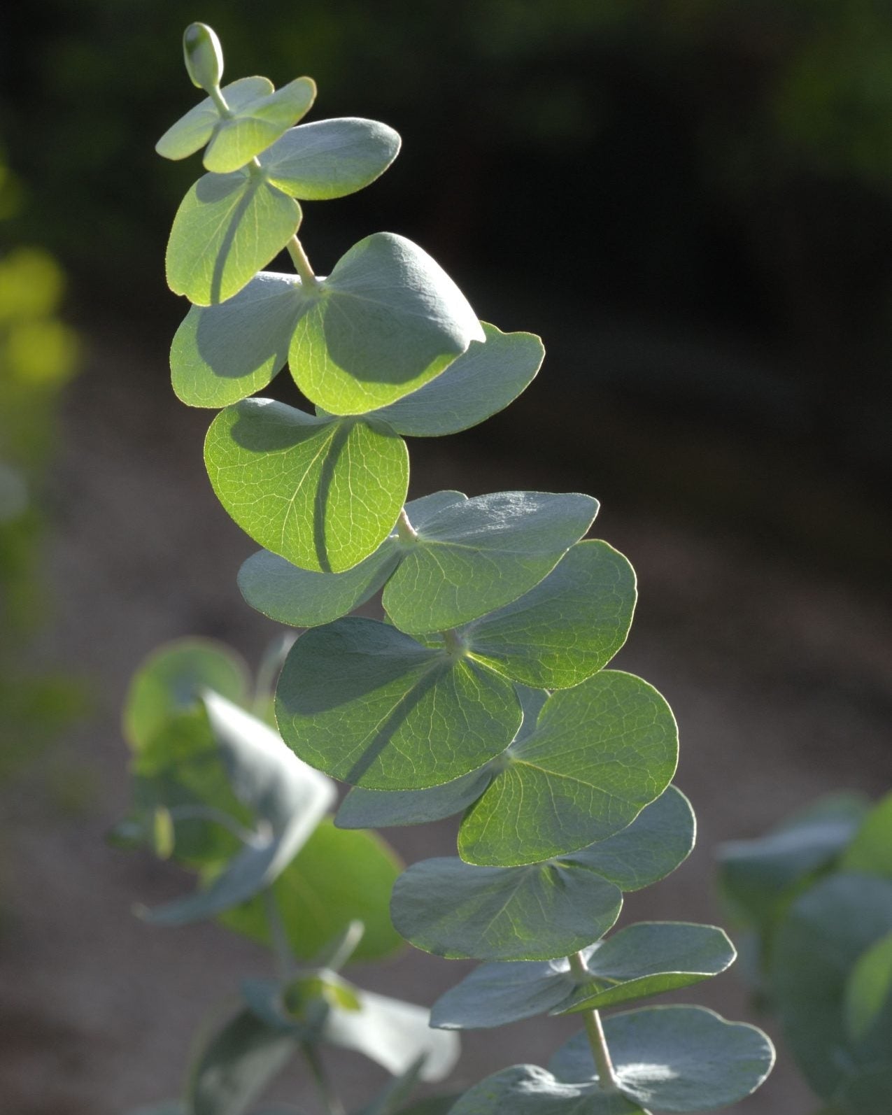 Baby Blue Spiral - Eucalyptus