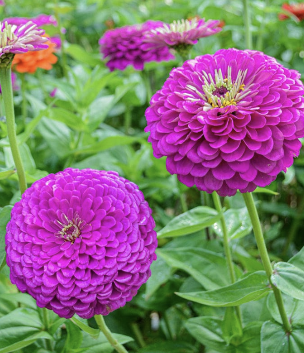 Benary's Giant Lilac - Zinnia