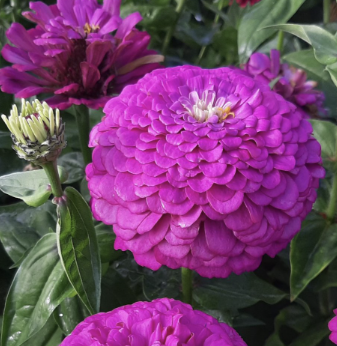 Benary's Giant Lilac - Zinnia