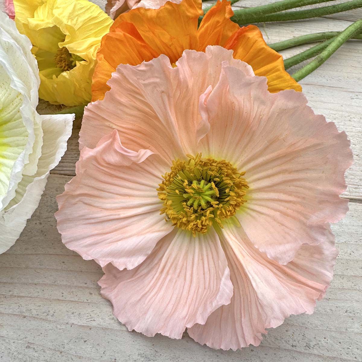 Island Poppy Colibri Sherbet Mix