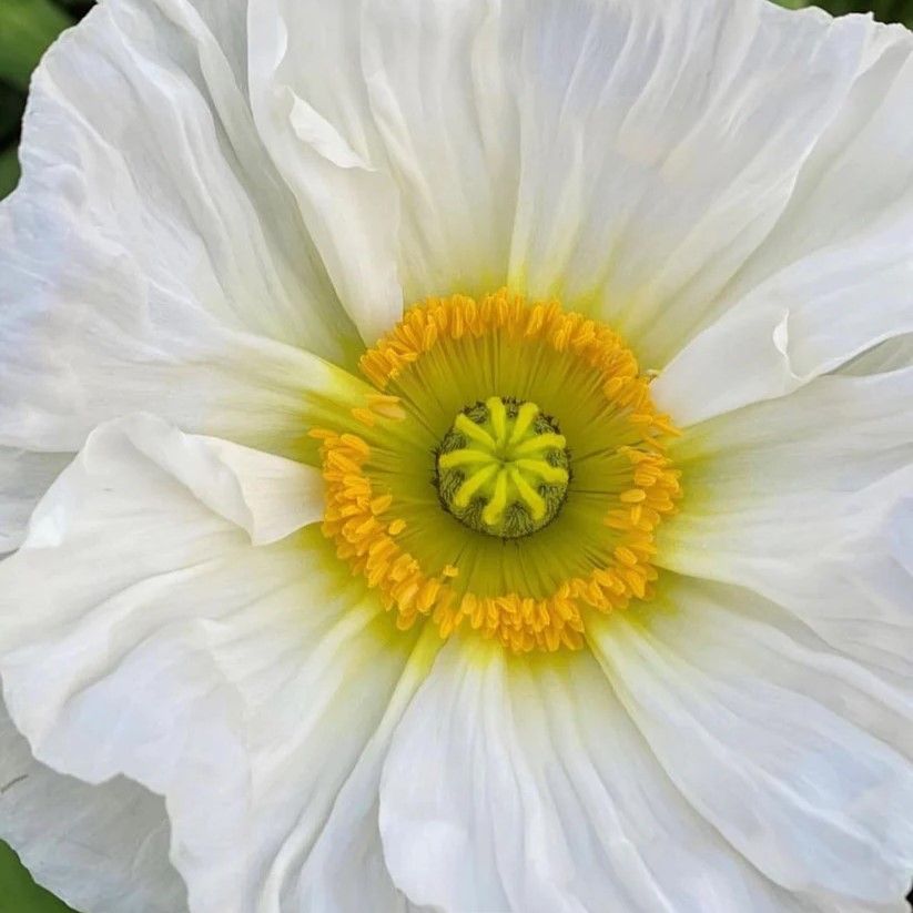 Island Poppy Colibri Sherbet Mix