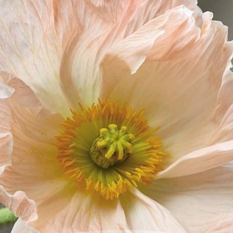 Island Poppy Colibri Sherbet Mix