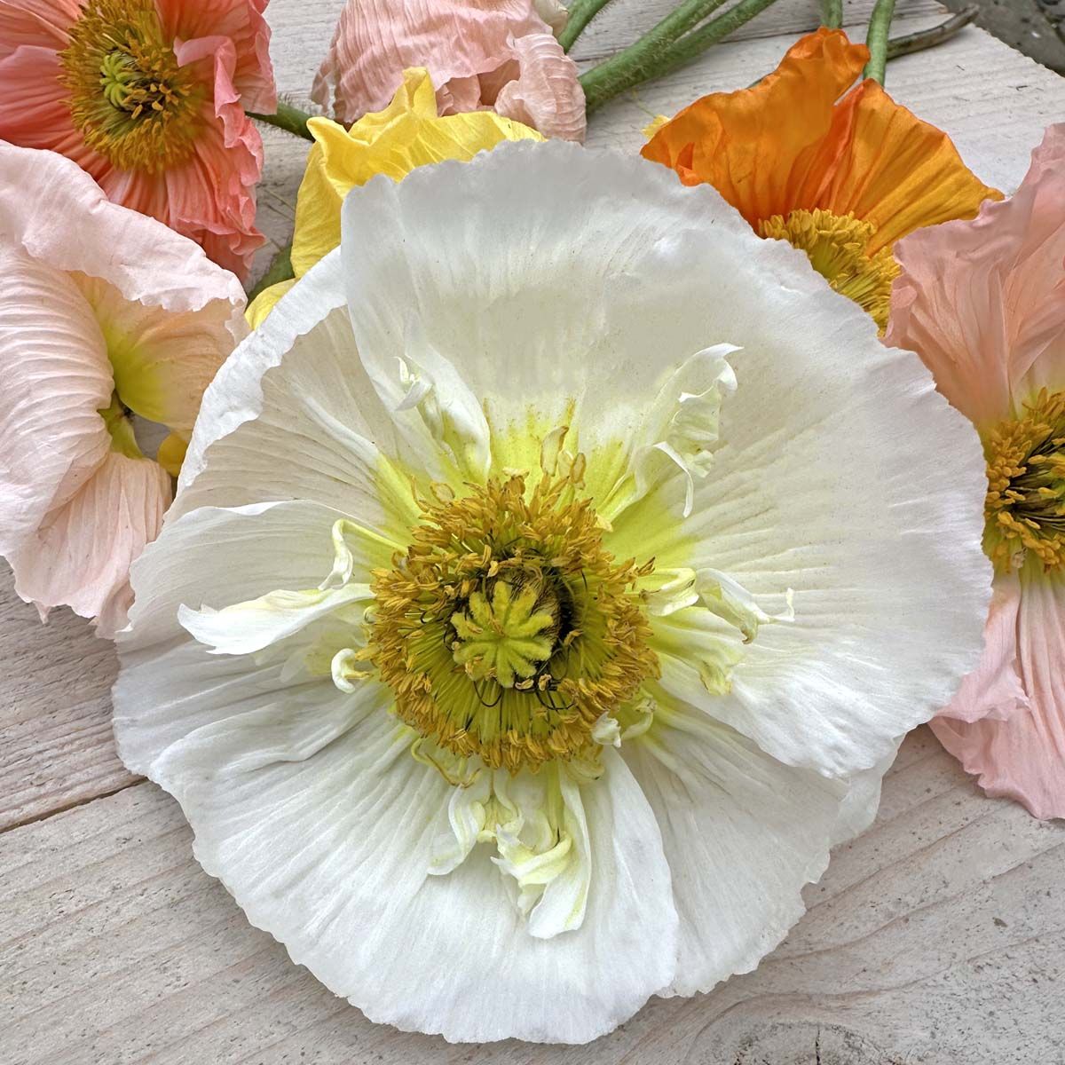 Island Poppy Colibri Sherbet Mix