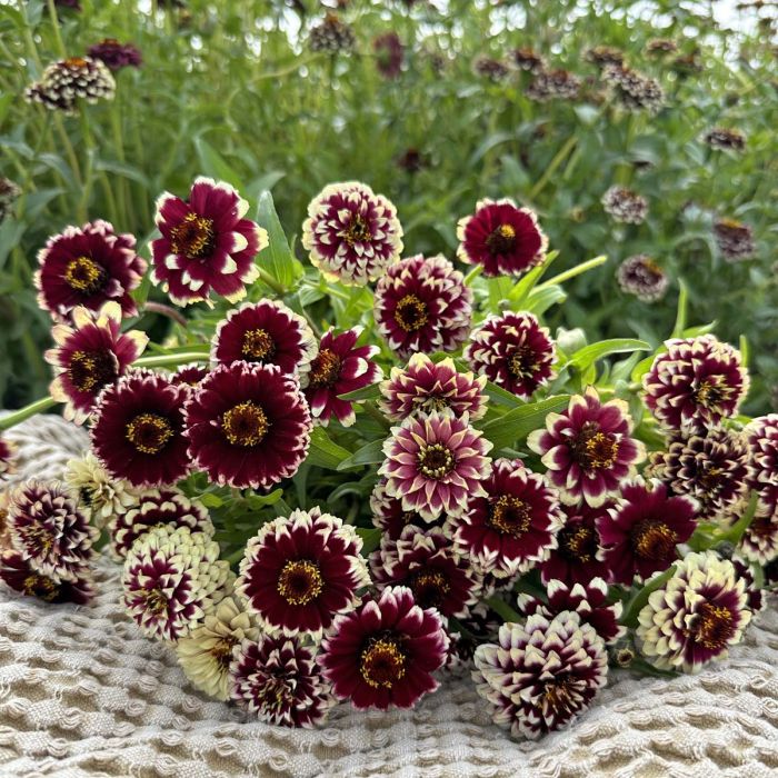 Jazzy Red - Zinnia