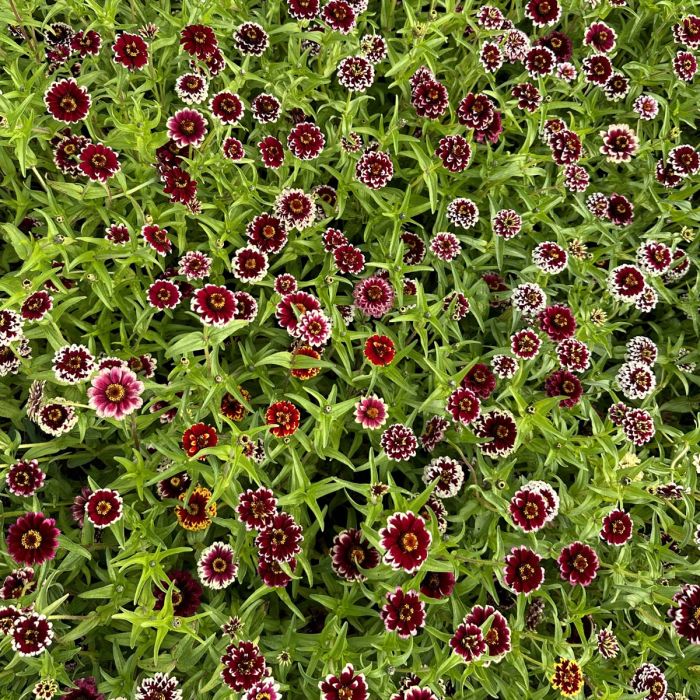 Jazzy Red - Zinnia