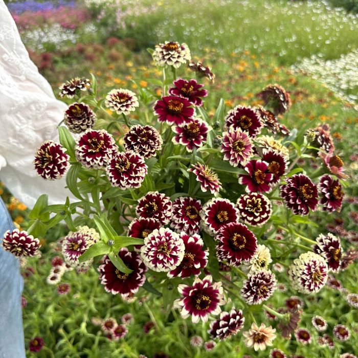 Jazzy Red - Zinnia