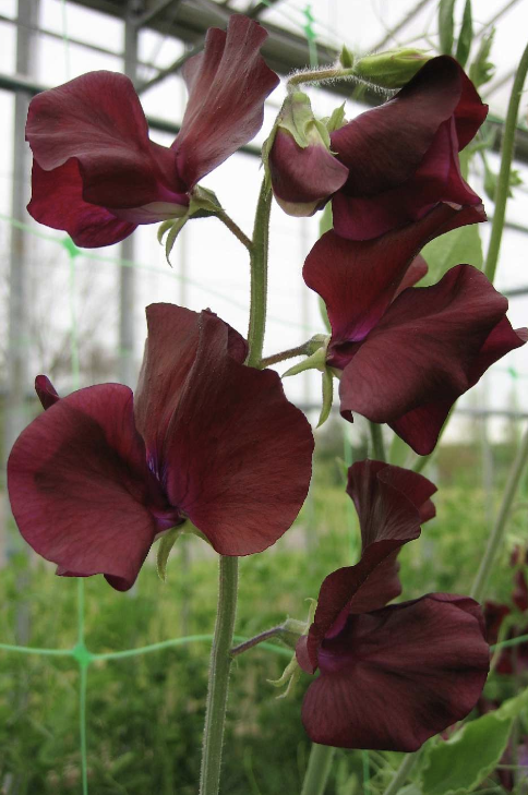 Spring Sunshine Burgundy - Luktärt