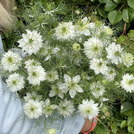 Jungfrun i det gröna - Albino Green Pod