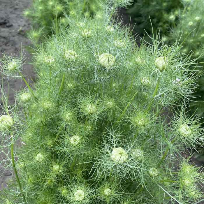 Jungfrun i det gröna - Albino Green Pod