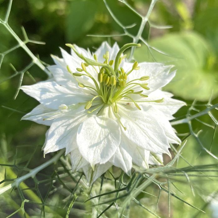 Jungfrun i det gröna - Albino Green Pod