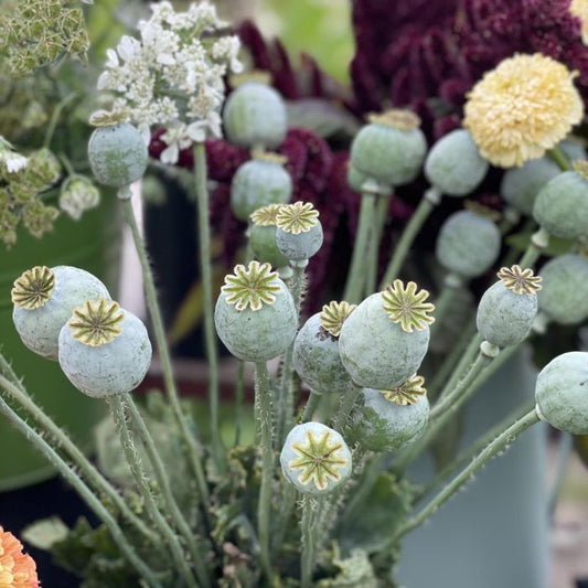 Bread Seed Poppy - Enkel Vallmo