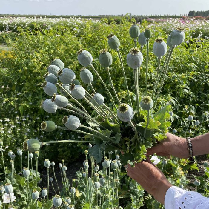 Bread Seed Poppy - Enkel Vallmo