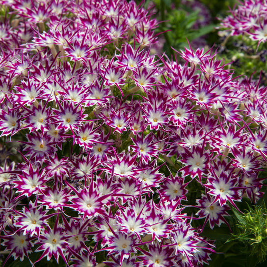 Popstars Purple with eye - Phlox