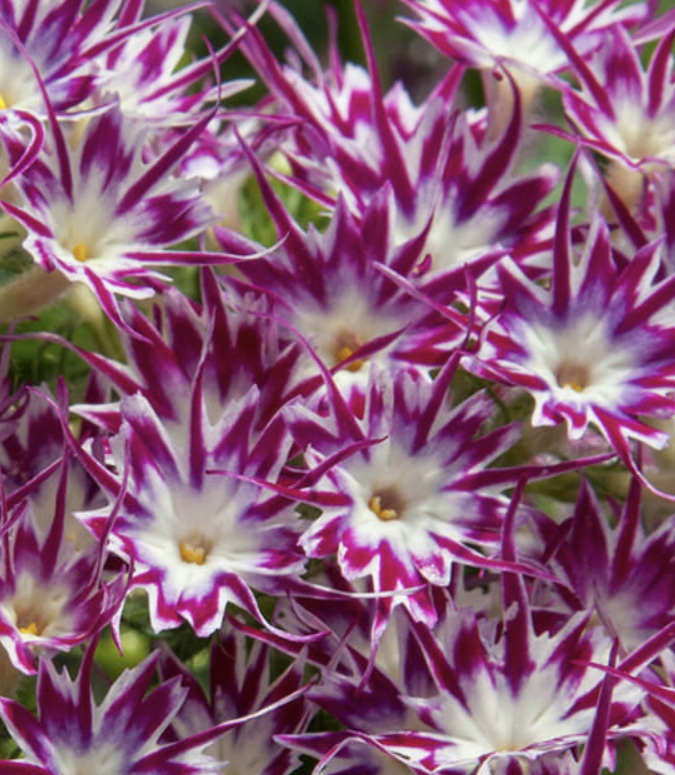 Popstars Purple with eye - Phlox