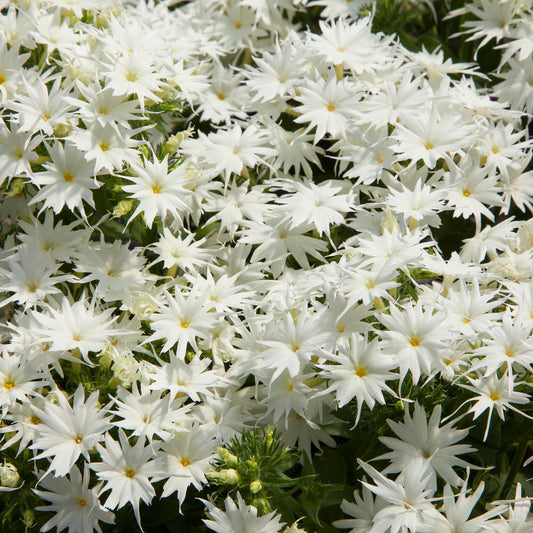 Popstars White - Phlox