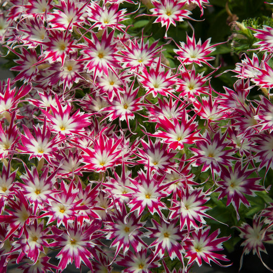 Popstars rose with eye - Phlox