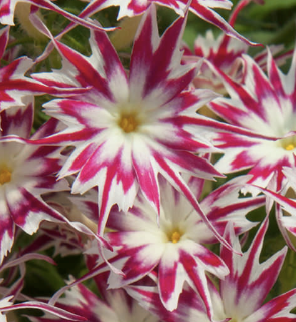 Popstars rose with eye - Phlox