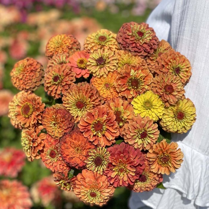 Queeny Lime Orange - Zinnia