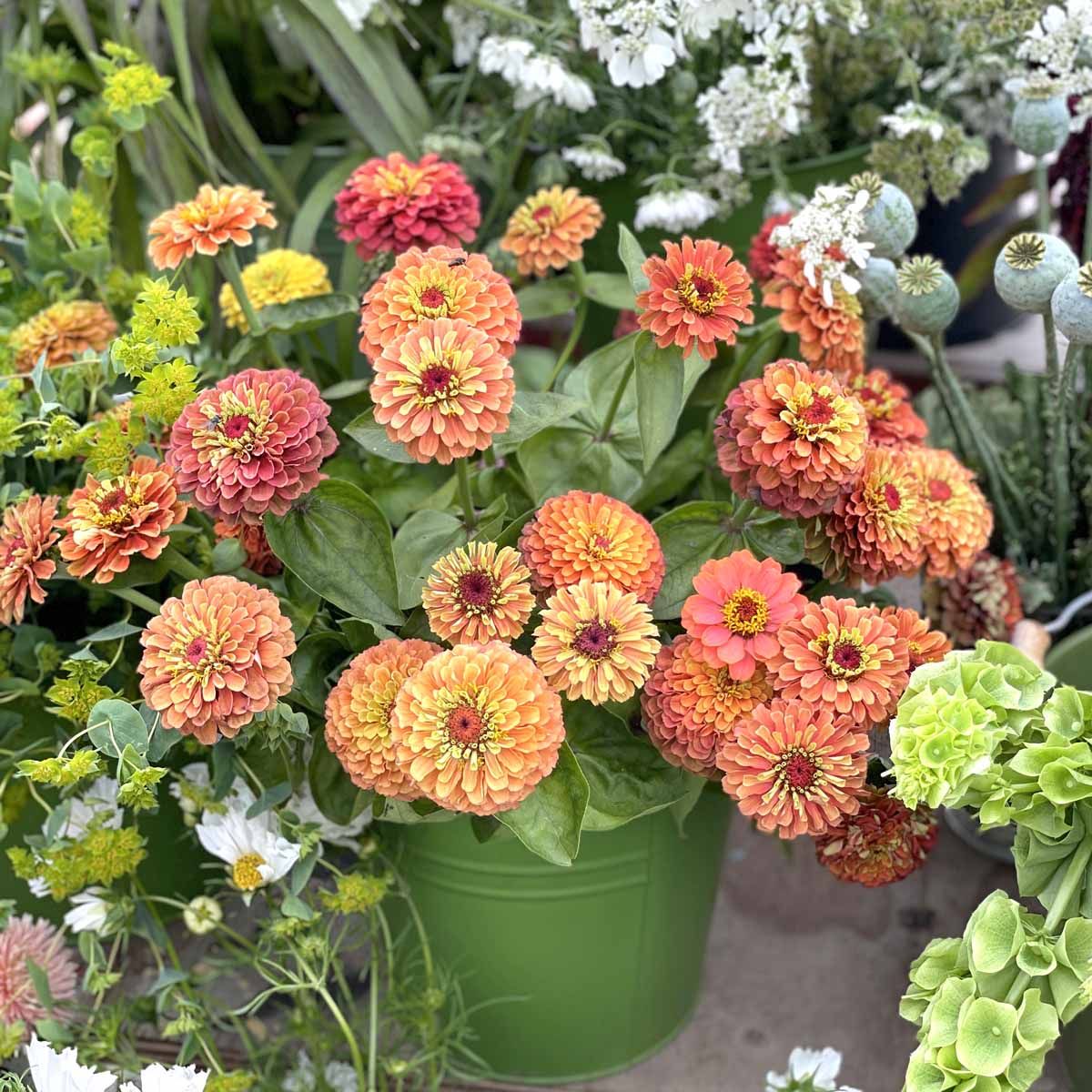 Queeny Lime Orange - Zinnia