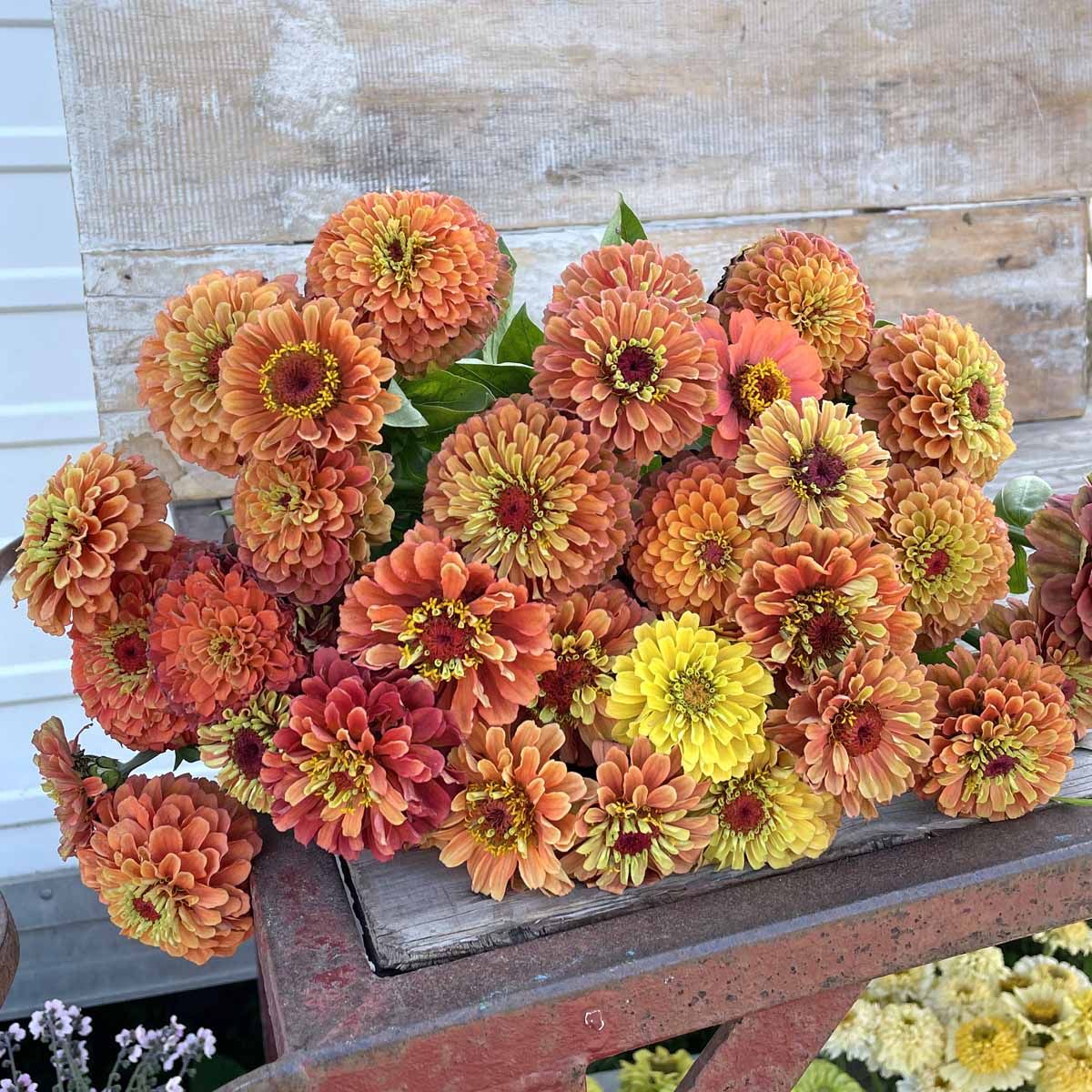 Queeny Lime Orange - Zinnia