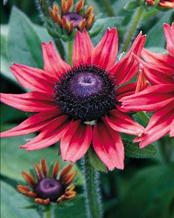 Cherry Brandy - Rudbeckia