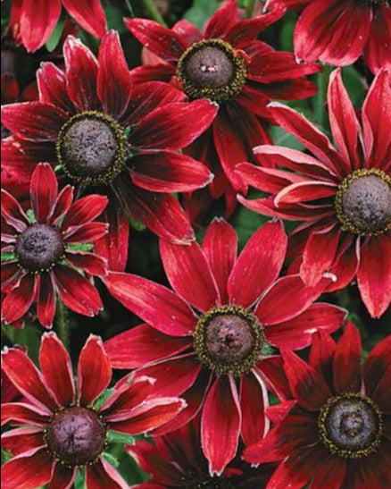 Cherry Brandy - Rudbeckia