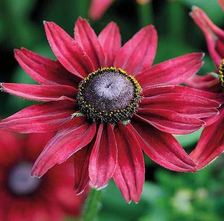 Cherry Brandy - Rudbeckia