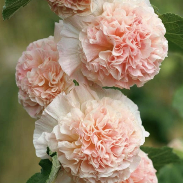 Chaters Double Chamois Rose - Stockros