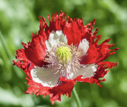 Danish Flag - Vallmo