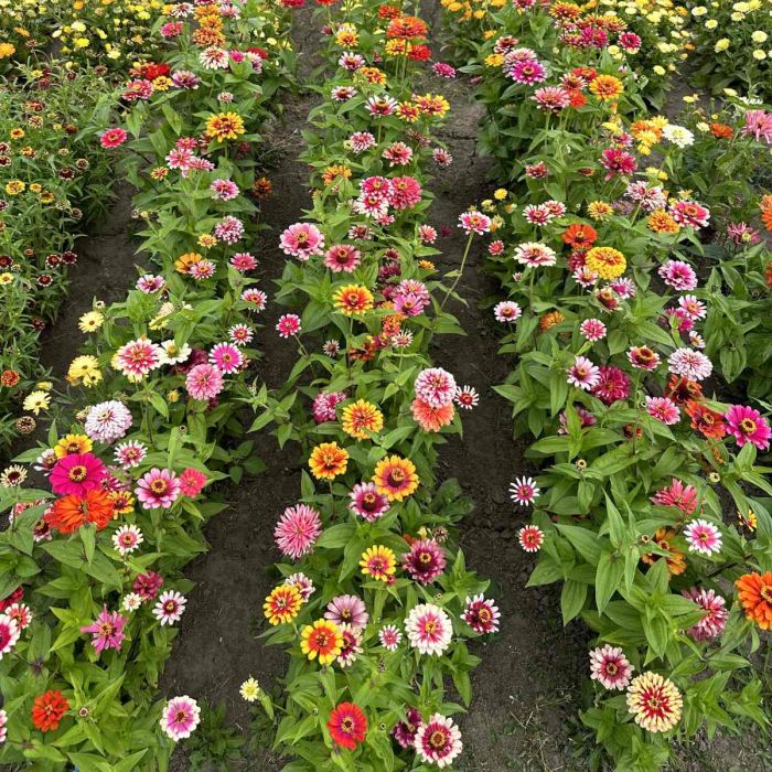 Whirlygig Color Mix - Zinnia