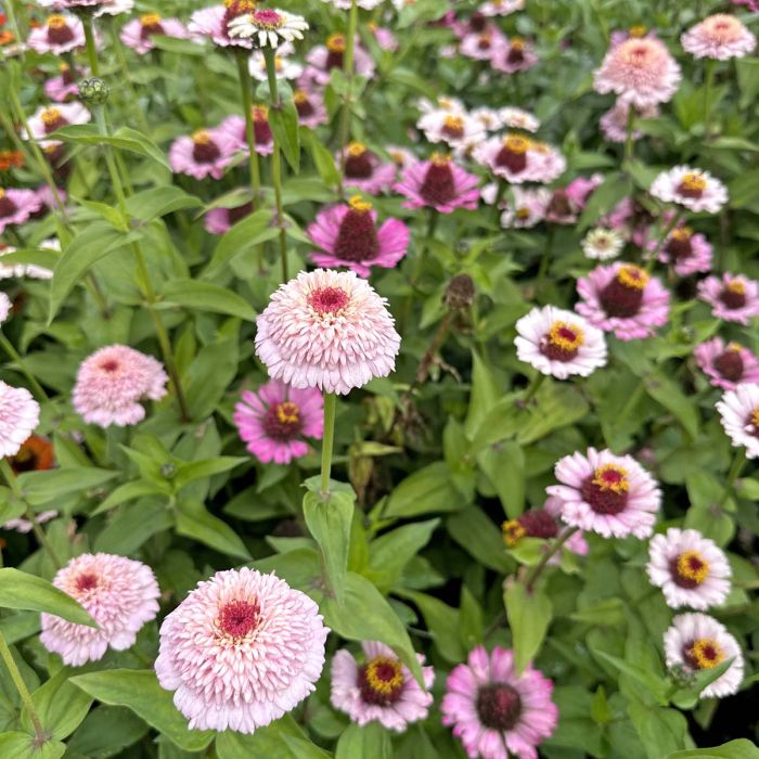 Zinderella Lilac - Zinnia