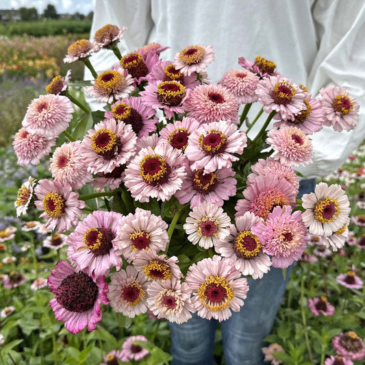 Zinderella Lilac - Zinnia