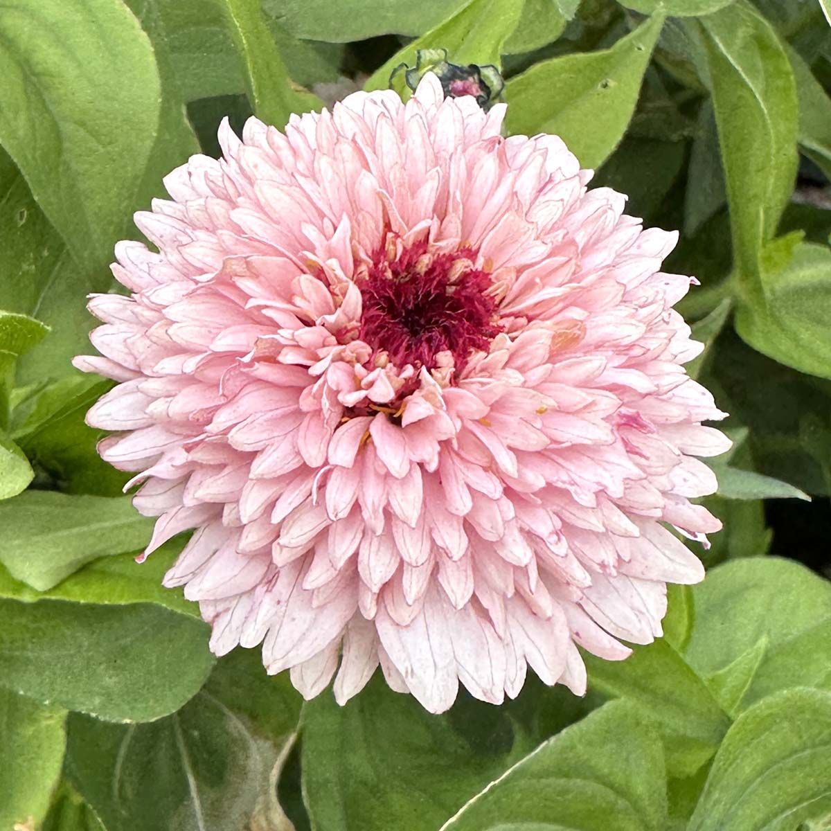 Zinderella Lilac - Zinnia