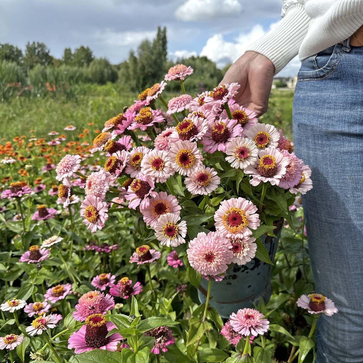 Zinderella Lilac - Zinnia