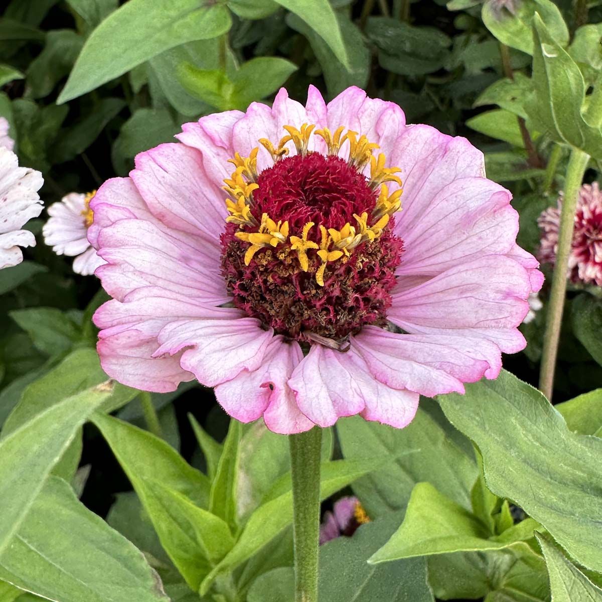 Zinderella Lilac - Zinnia