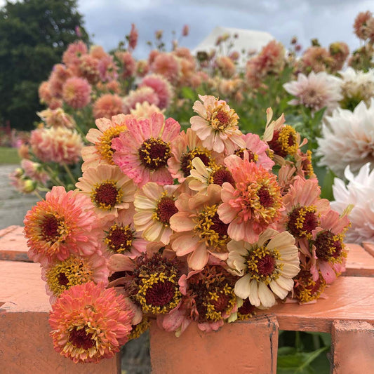 Zinderella Peach - Zinnia