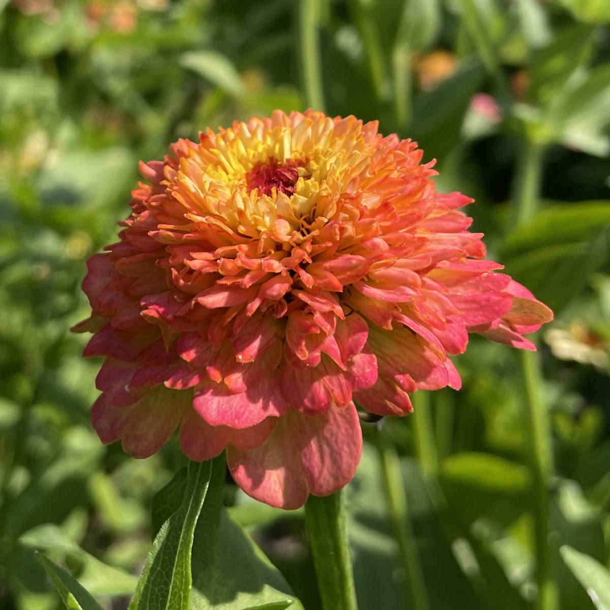 Zinderella Peach - Zinnia