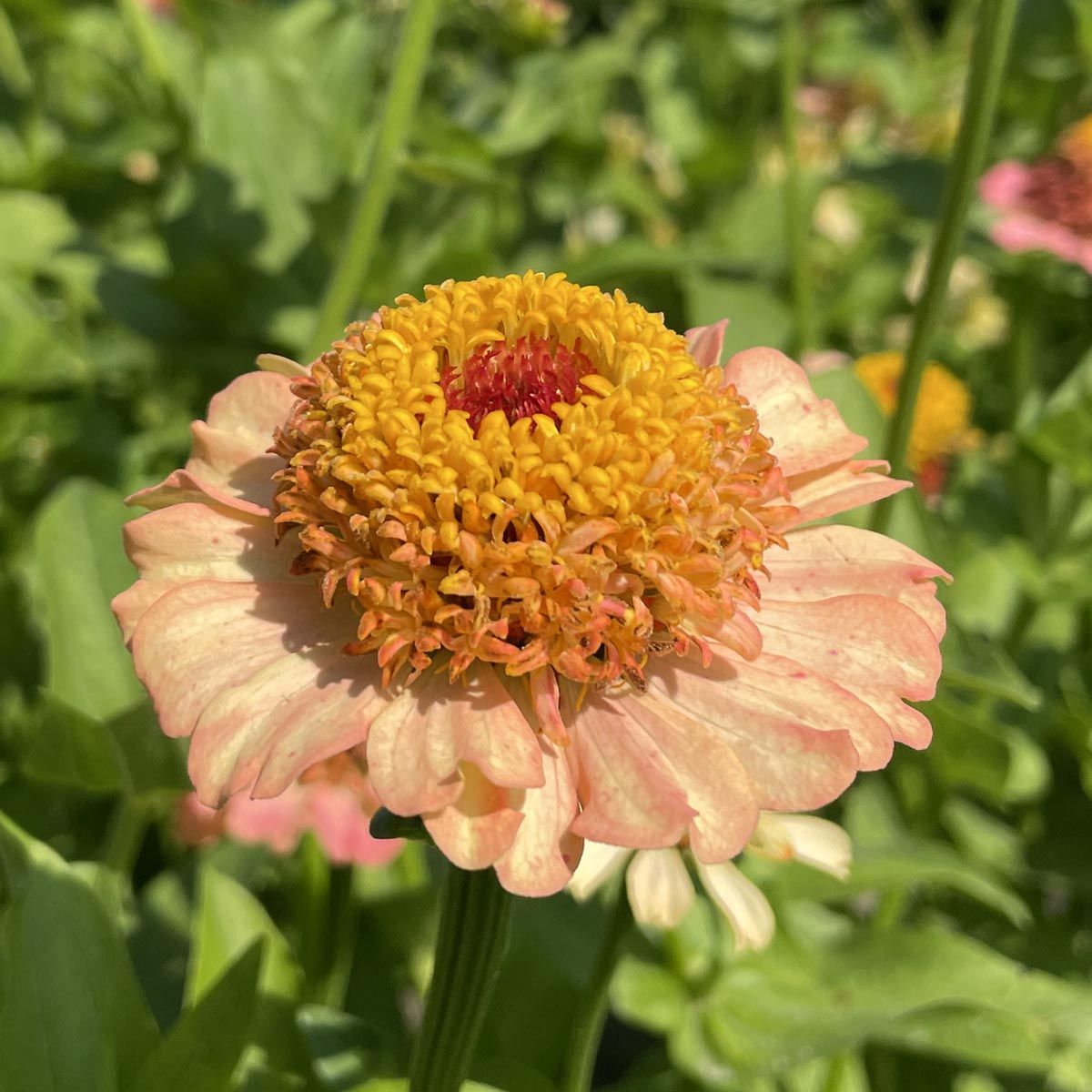 Zinderella Peach - Zinnia