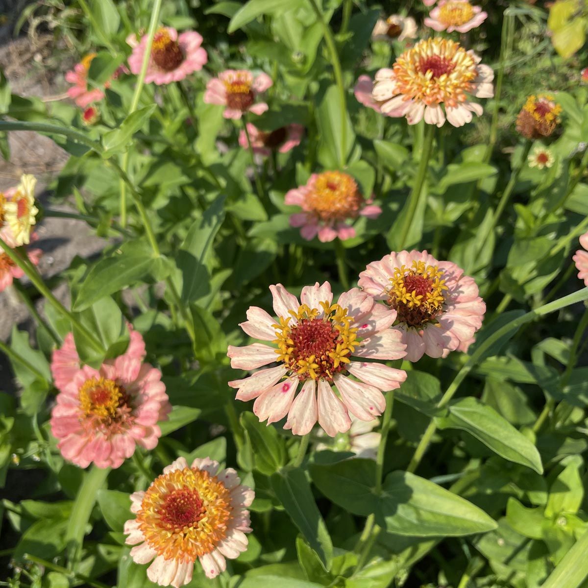 Zinderella Peach - Zinnia